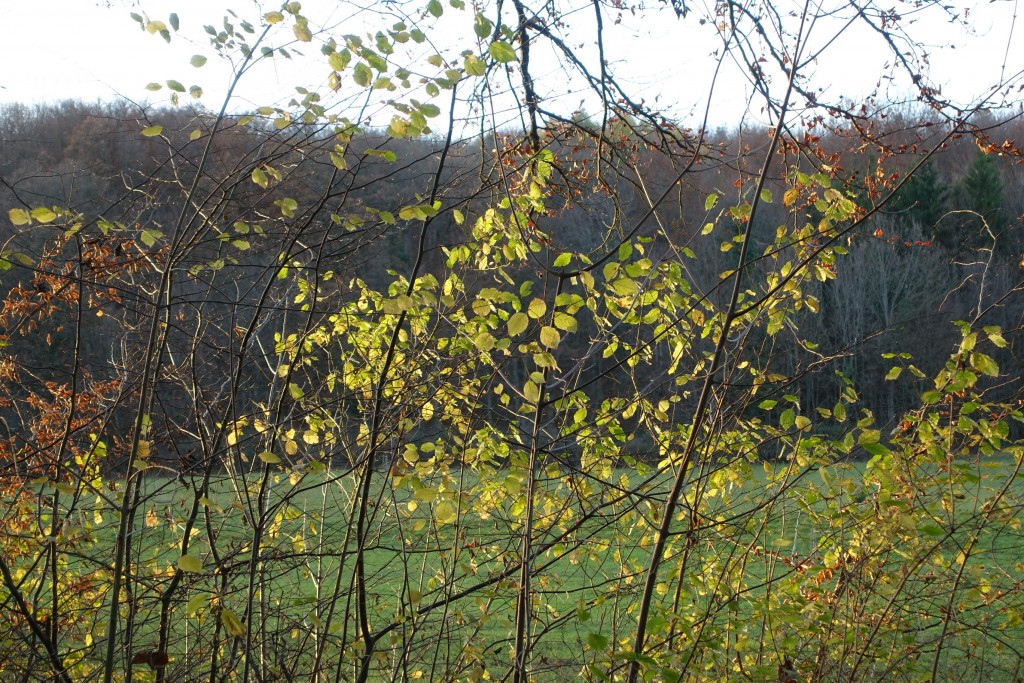 DSC00178