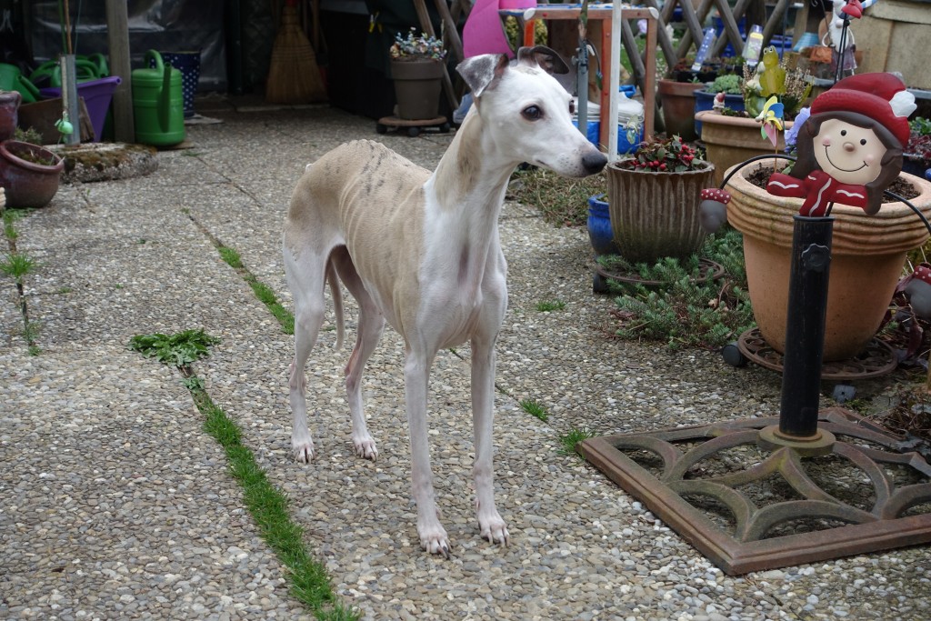 DSC00361