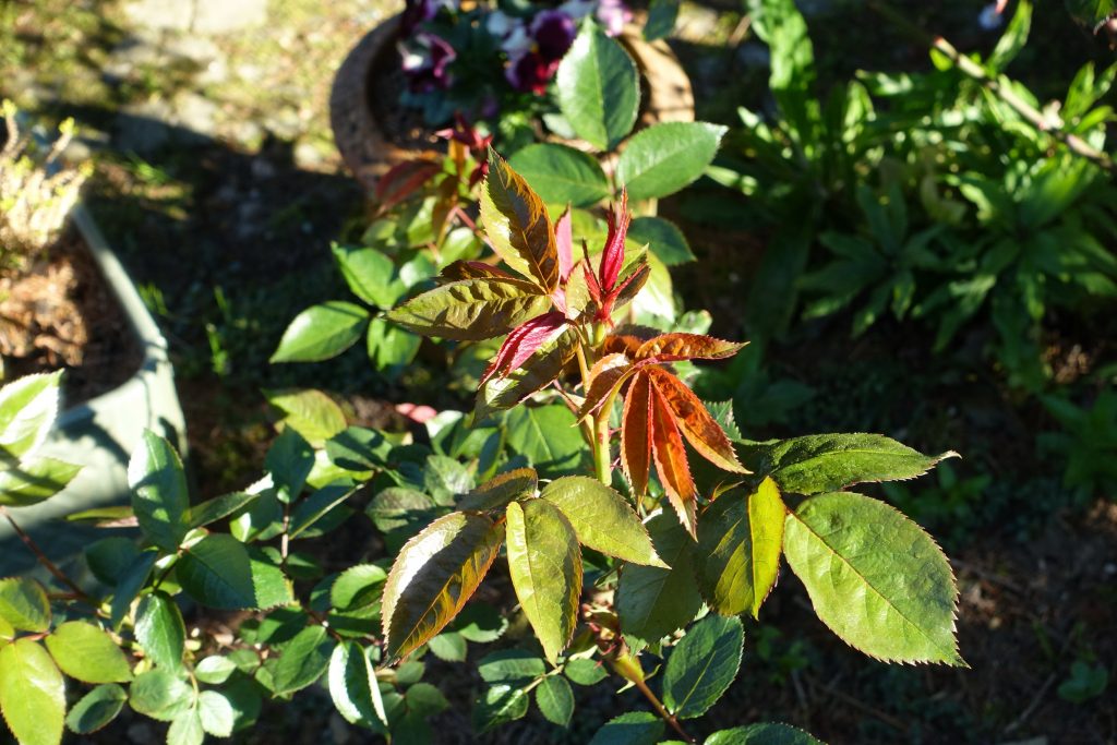 DSC00492